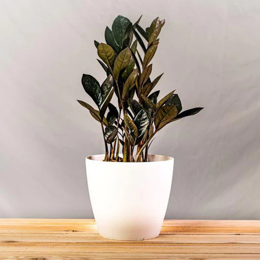 Black Raven ZZ Plant 6"