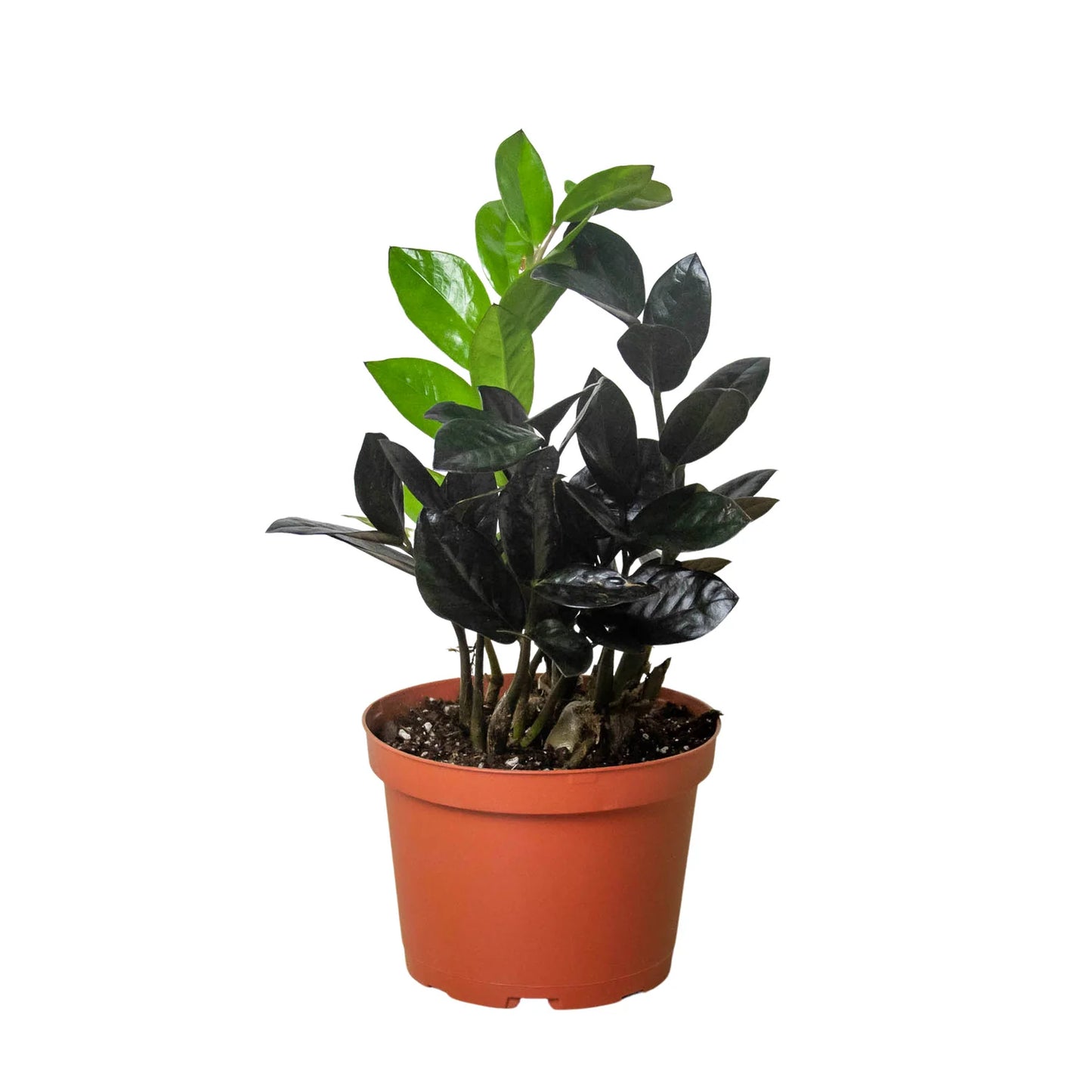 Black Raven ZZ Plant 6"